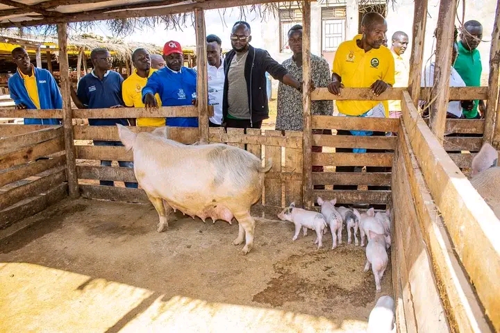 Shombo : L'agriculture durable au cœur du développement local