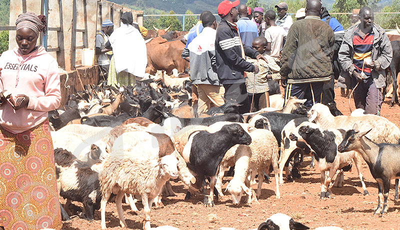 Marché de bétail de Rutegama : Ventes au plus bas et prix exorbitants avant l'Aïd el-Hadj