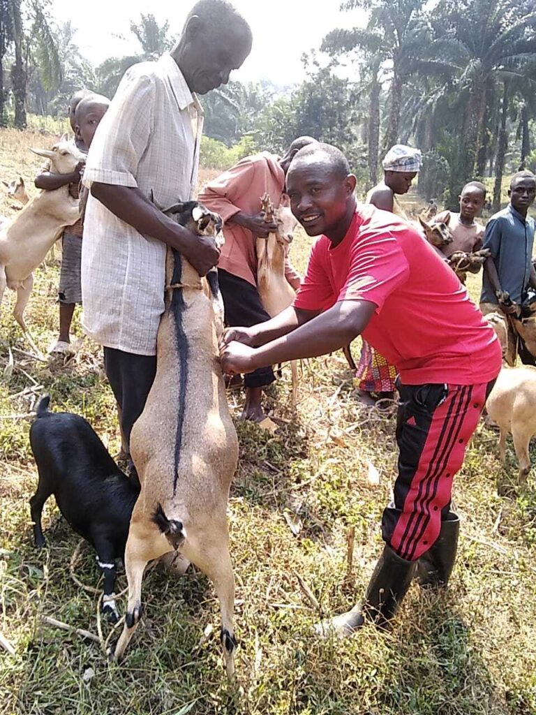 Campagne de vaccination bovine et caprine lancée à Muramba : un pas vers la sécurité alimentaire et le développement économique