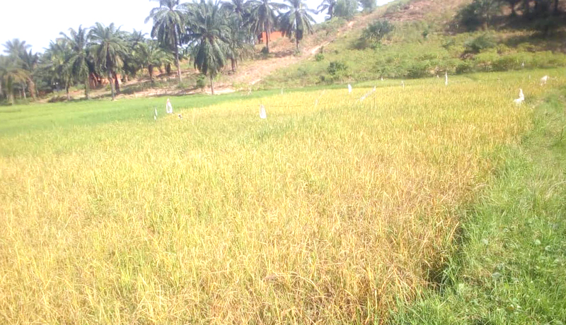 Production agricole en baisse dans la province de Burunga : causes et solutions