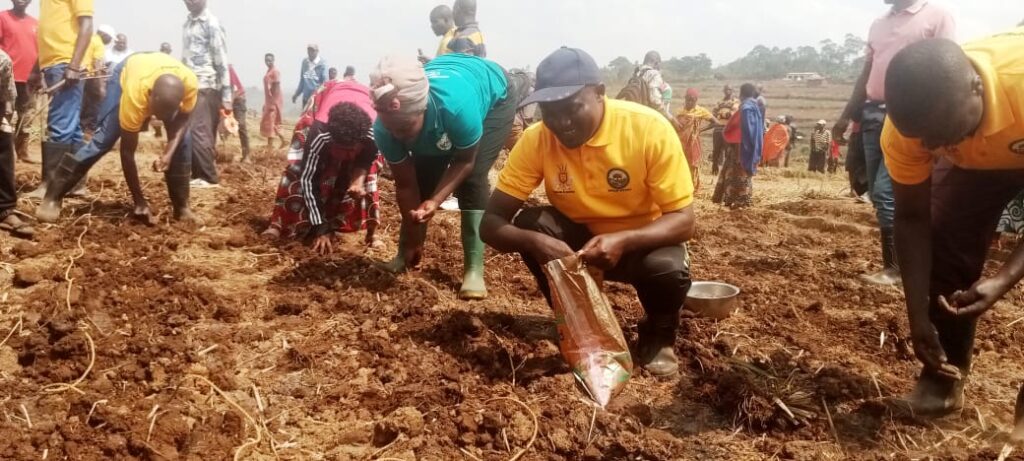 Lancement d'une campagne de distribution de semences de maïs améliorées dans la zone Gasura