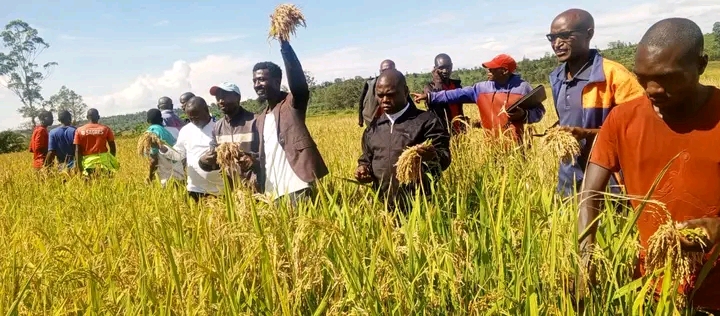 Muhanga : Les autorités appellent à la conservation des récoltes de riz face à la saison sèche