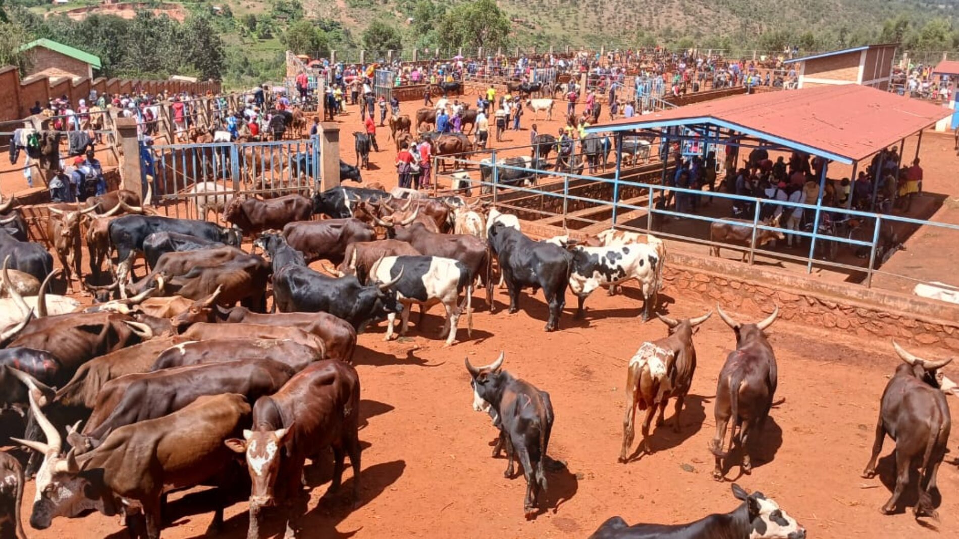 Marché de bétail de Rutegama : une pénurie d'eau potable crée une crise sanitaire et opérationnelle