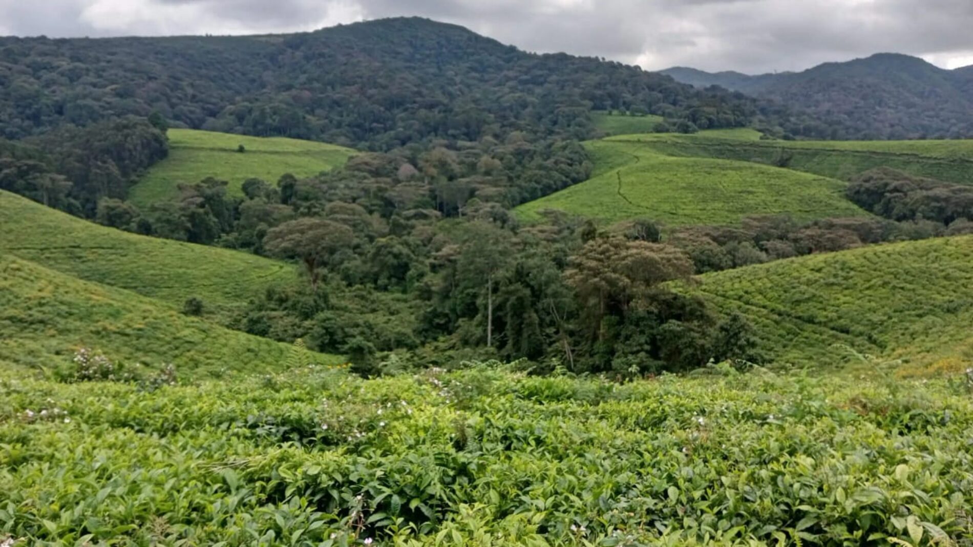 Production de thé au Burundi en déclin : causes et solutions envisagées